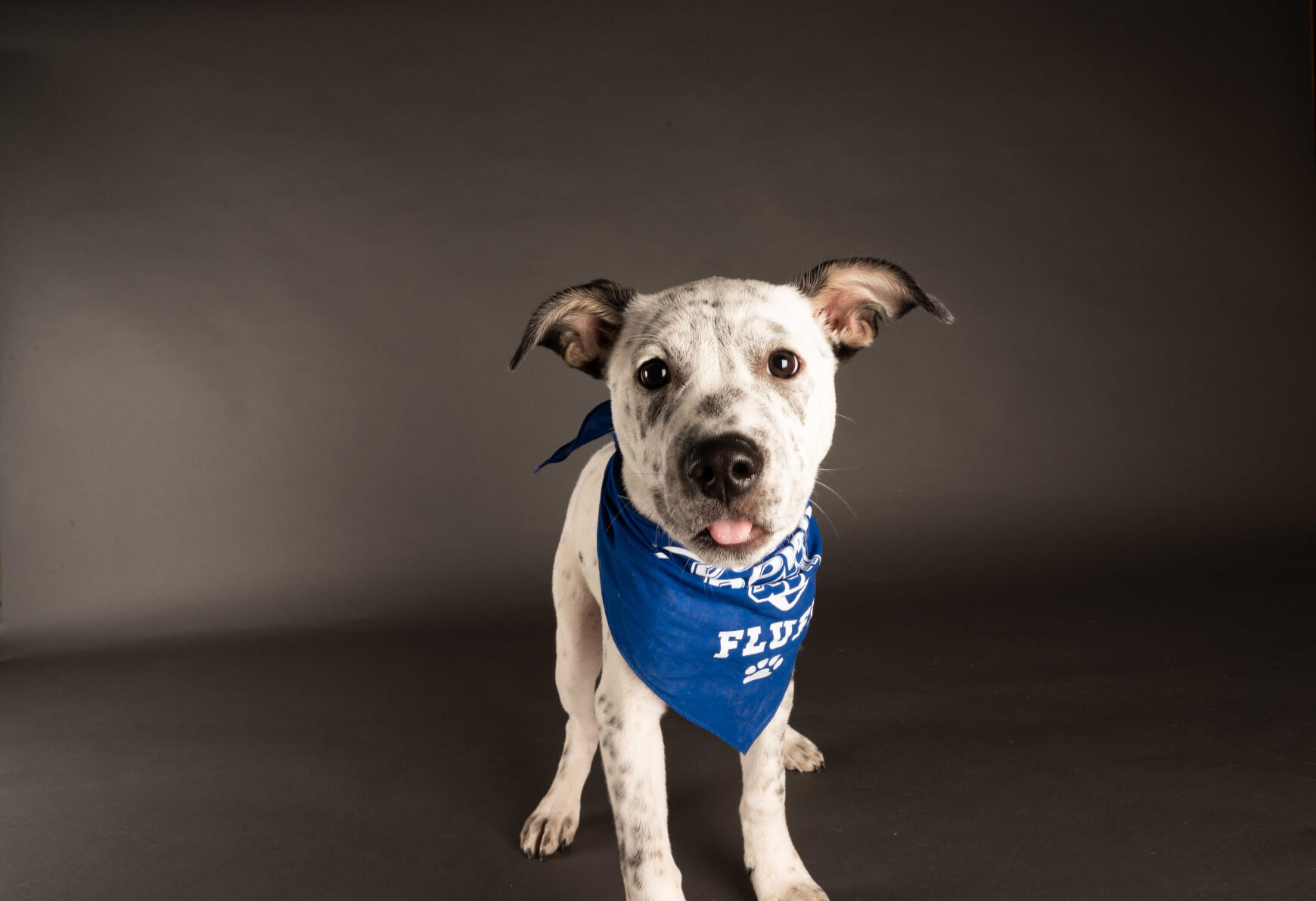 Animal Planet's Puppy Bowl will go on as planned. Here's a look at the starting lineup | Pets 8 PUPPY BOWL XVII